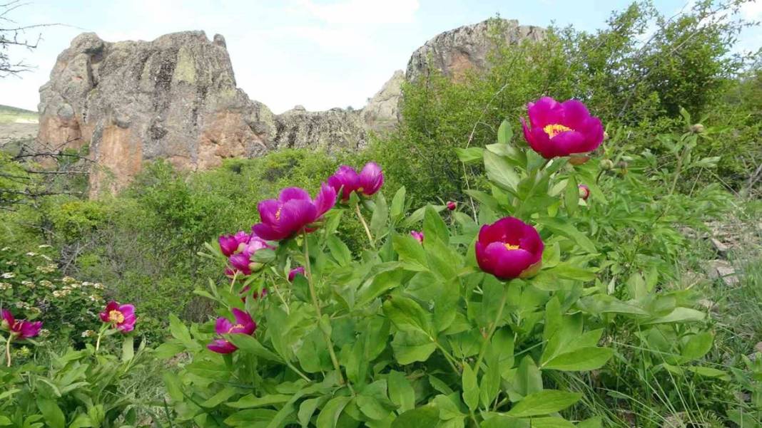 Şifa deposu fakat sadece 15 gün ömrü var! Ağrı kesici ve antioksidan etkiye sahip 10